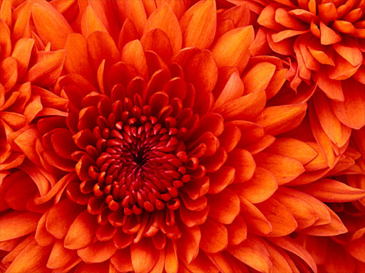 Blooming Orange Flower
